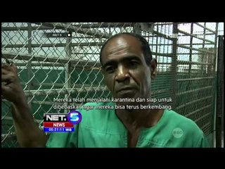 KBS Havana berinisiatif menangkar anak anak buaya - NET5