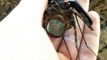 Cette araignée magnifique porte ses oeufs sous son ventre