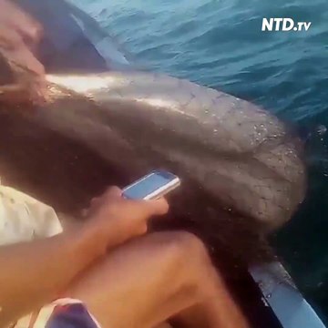 Le sauvetage impressionnant d'un dauphin piégé dans un filet de pêche