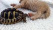 Cette tortue a décidé de manger la patte du chaton... Gourmande