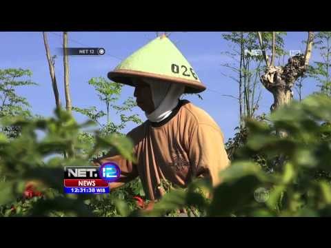 Kualitas Cabai Menurun, Harga Cabai di Yogyakarta Anjlok - NET12