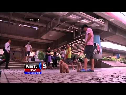 Gaya Unik Potong Rambut Anjing - NET5