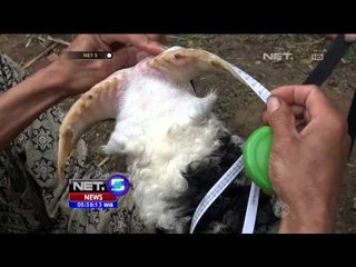 Posyandu untuk domba di Garut - NET5