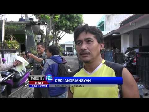 Balai Konservasi Banten Amankan Dua Ekor Burung Kakak Tua Jambul Kuning - NET12