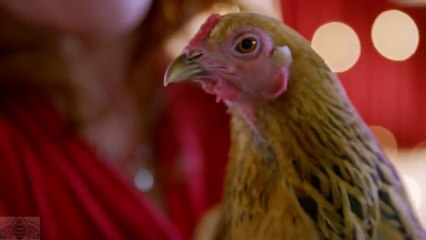 Judges Doubted This Chicken but What it did Surprised Them! Unbelievable!