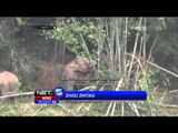 Kawanan Gajah Liar Rusak Kebun Warga di Yunnan, China - NET5