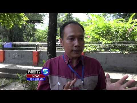 Hewan jenis reptil seperti buaya rentan terhadap perubahan iklim - NET5