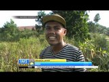 2 Hektar Lahan Gambut Terbakar di Riau, Pekanbaru - IMS