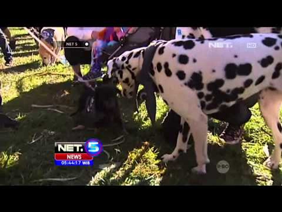 Dogs Wearing Bandana di Australia - NET5