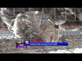 Puluhan Ribu Burung Puyuh Mati Misterius di Deliserdang - NET5