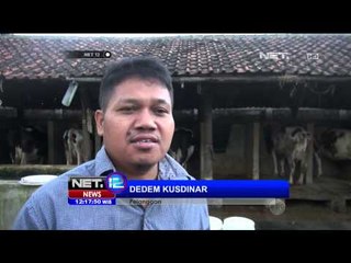 Peternak Susu Sapi Banjir Pesanan - NET12