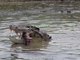 Saltwater Crocodiles Feast on Cow in Northern Australia's Mary River