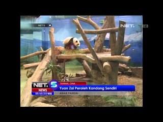 Panda pertama di KBS Taiwan hidup sehat dan miliki kandang sendiri - NET5