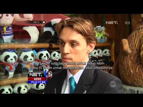 Panda Tertua di Dunia, Berusia 37 tahun - NET5