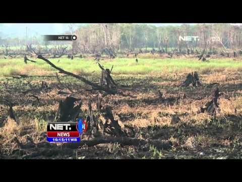 Kebakaran Lahan dan Hutan - NET16