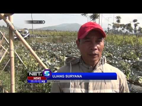 Hama Kupu kupu Menyerang Tanaman Brokoli di Bandung - NET5
