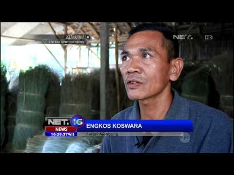 Bencana Kekeringan, Usaha Tikar Mendong di Tasikmalaya Gulung Tikar - NET16
