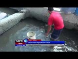 Stok Ikan Di Garut Jelang Bulan Ramadhan Aman - NET12