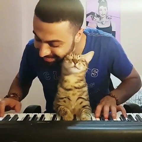Ce Jeune Homme Joue Du Piano Son Chat Adore Video Dailymotion