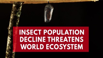 Flying insect numbers drop, threatening world ecosystem