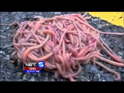 Fenomena Aneh Gumpalan Cacing Pasca Banjir - NET5