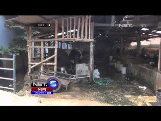 Harga Daging Tinggi, Sapi Perah Terancam Jadi Sapi Potong - NET5