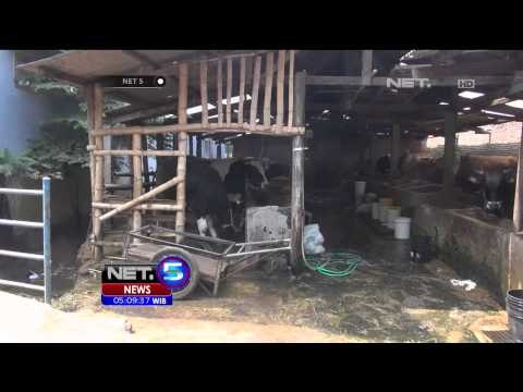 Harga Daging Tinggi, Sapi Perah Terancam Jadi Sapi Potong - NET5