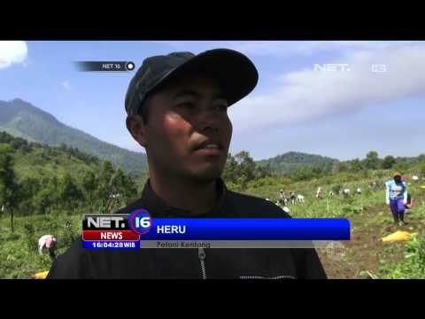 Aktifitas Raung Meningkat, Petani Panen Lebih Awal - NET16