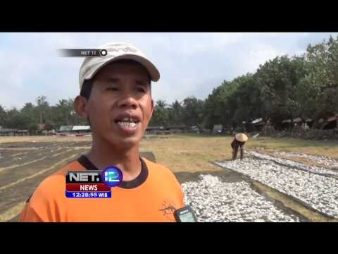 Musim Kemarau Membantu Pengeringan Ikan di Pangandaran - NET12