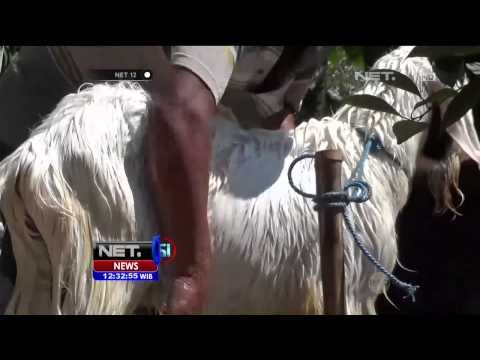 Jelang Idul Adha Kambing di Ponorogo Dapatkan Perawatan Istimewa - NET12