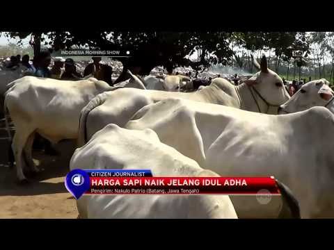 Harga Sapi Naik Jelang Idul Adha di Sejumlah Daerah - IMS
