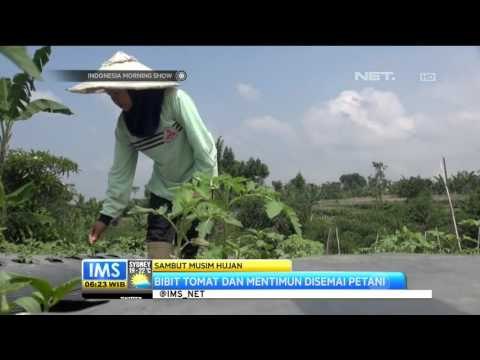 Petani di Sukabumi Mulai Garap Lahan Usai Hujan - IMS