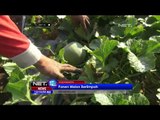 Petani Sayur di Brebes Biarkan Tanamanya Mati Akibat Kekeringan - NET12