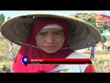 Kemarau Panjang, Petani di Tegal Masih Bisa Panen Padi - NET12