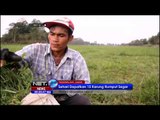 Jelang Idul Adha, Para Pencari Rumput Kebanjiran Berkah - NET24