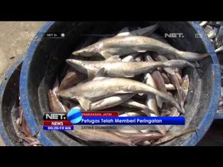 Jual Beli Hiu Masih Terus Terjadi - NET24