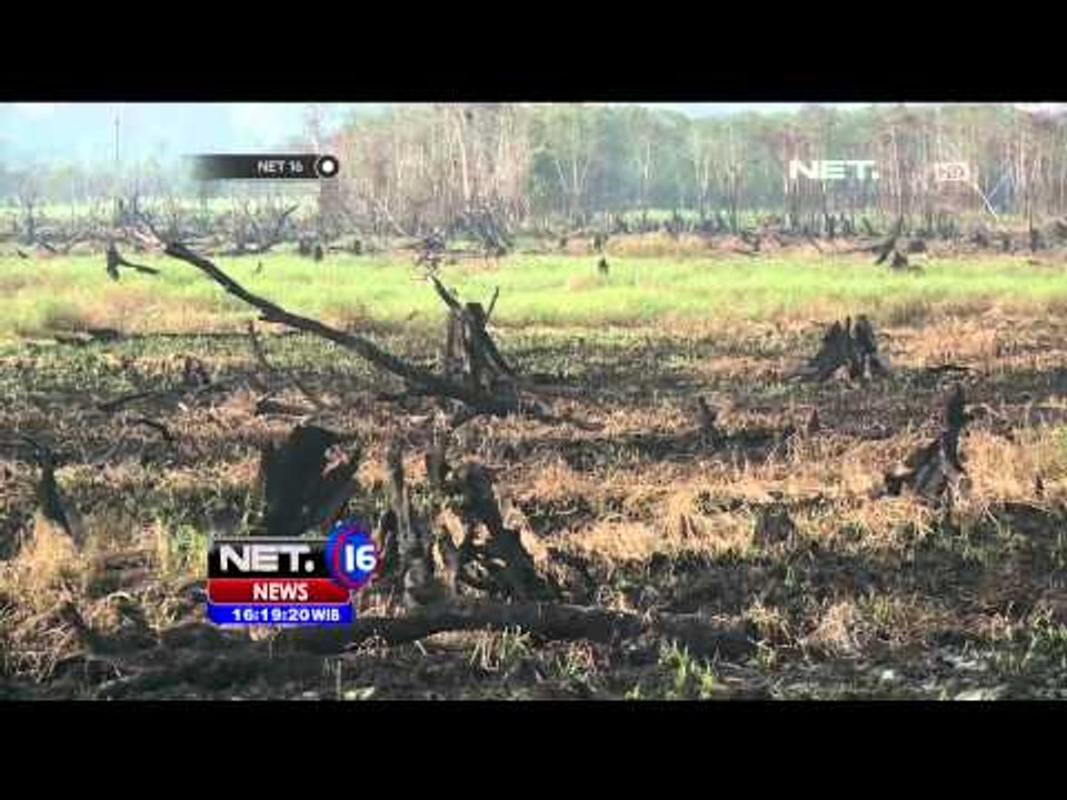 Kebakaran Lahan dan Hutan di Sumatera Menjadi Fenomena Tahunan - NET16