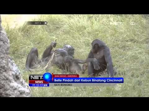 Belle, Penghuni Baru Kebun Binatang San Diego - NET5