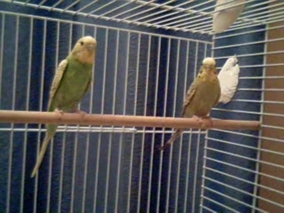 Perruche Ondulée (couple)