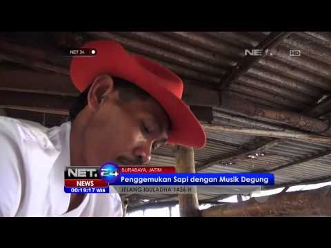 Peningkatan Kualitas Sapi Dengan Musik Degung - NET24