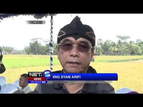 Panen Raya Padi Seluas Ribuan Hektar di Ciamis Ditengah Bencana Kekeringan - NET5