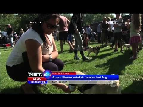 Kemeriahan Kontes Unik Anjing Pug di Jerman - NET24