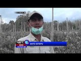 Abu Vulkanis Sinabung Rusak Lahan Puluhan Hektar Lahan di Kaki Gunung Sinabung - NET12