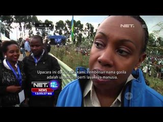 Upacara Pemberian Nama Puluhan Gorila di Rwanda - NET12