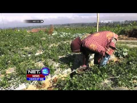 Kebakaran Hutan Ditaman Gunung Merbabu Belum Dapat Dipadamkan - NET12