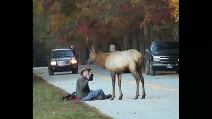 L'UOMO CHE SUSSURRAVA AI CERVI