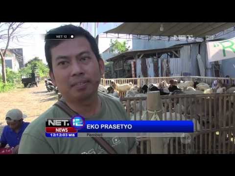 Jual Beli Hewan Kurban Unik, Gratis Batu Akik - NET12