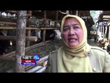 Pemeriksaan Hewan Tak Layak Kurban di Solo - NET24