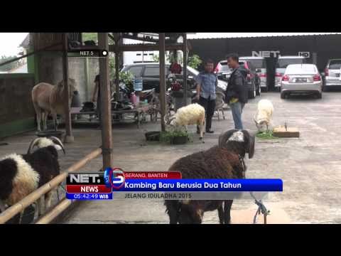 Kambing Dengan Empat Tanduk - NET5