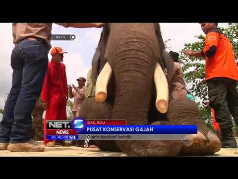 Konservasi Gajah di Riau - NET5